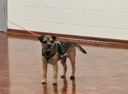 Border Terrier for sale by VEERIDGE