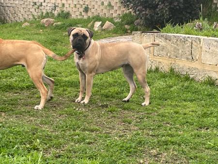Bullmastiff for sale by KIRSTIEC