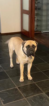 Bullmastiff for sale by VEERIDGE
