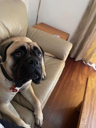 Bullmastiff for sale by VEERIDGE