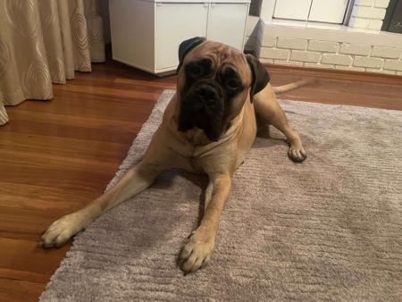 Bullmastiff for sale by VEERIDGE