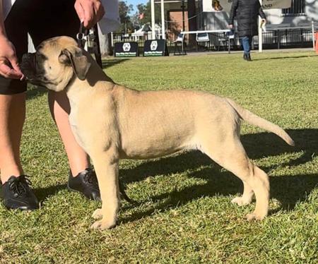 Bullmastiff for sale by VEERIDGE