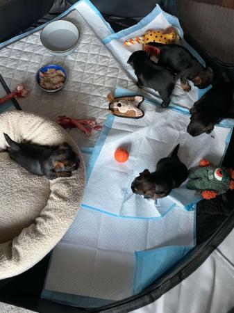 Border Terrier for sale by VEERIDGE