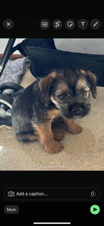 Border Terrier for sale by VEERIDGE