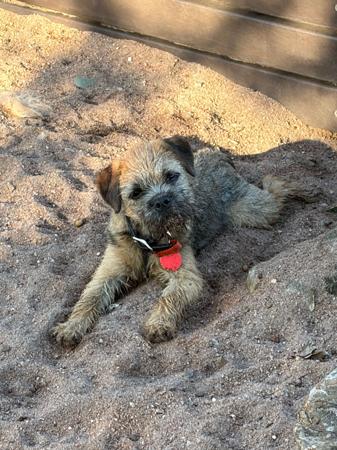 Veeridge Epic Fury Border Terrier