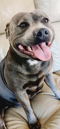 Staffordshire Bull Terrier for sale by TRUEBLUES