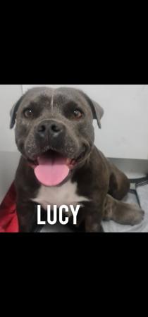 Staffordshire Bull Terrier for sale by TRUEBLUES