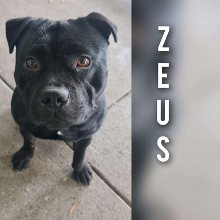 Staffordshire Bull Terrier for sale by TRUEBLUES