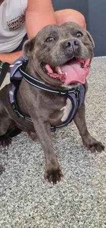 Staffordshire Bull Terrier for sale by TRUEBLUES