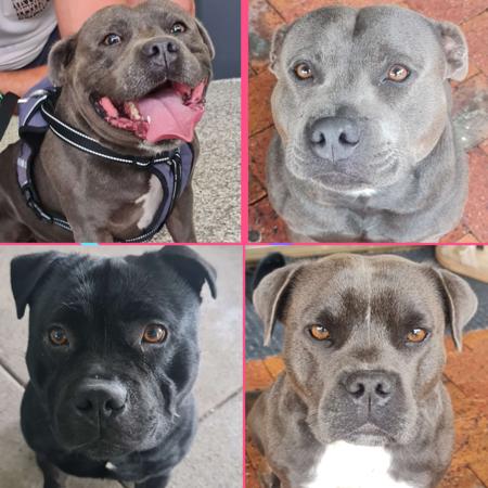 Staffordshire Bull Terrier for sale by TRUEBLUES