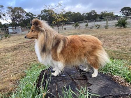Shetland Sheepdog for sale by LAMANIDA