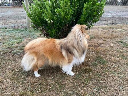 Shetland Sheepdog for sale by LAMANIDA