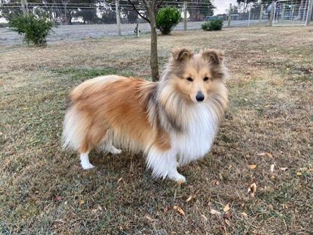 Shetland Sheepdog for sale by LAMANIDA