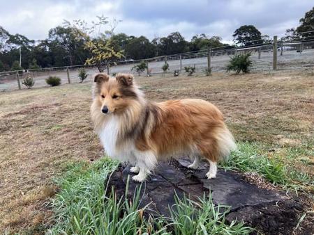 Shetland Sheepdog for sale by LAMANIDA