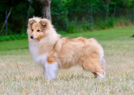 Shetland Sheepdog for sale by LAMANIDA