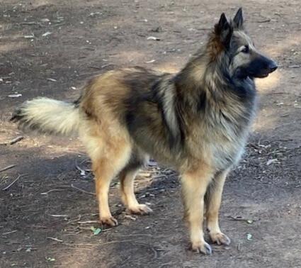 Belgian Shepherd Dog (Tervueren) for sale by JHETTBLACK