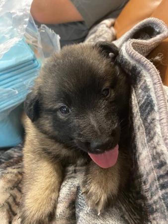 Belgian Shepherd Dog (Tervueren) for sale by JHETTBLACK