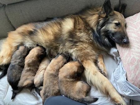 Belgian Shepherd Dog (Tervueren) for sale by JHETTBLACK