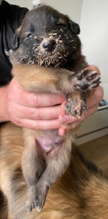 Belgian Shepherd Dog (Tervueren) for sale by JHETTBLACK