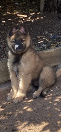 Belgian Shepherd Dog (Tervueren) puppy for sale by JHETTBLACK