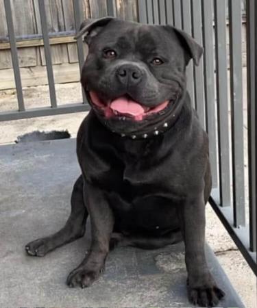 Staffordshire Bull Terrier for sale by DOONGALA