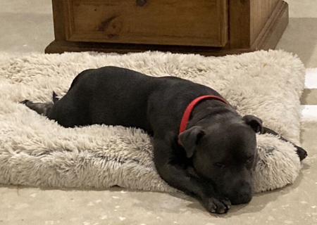 Staffordshire Bull Terrier for sale by DOONGALA