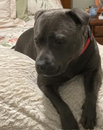 Staffordshire Bull Terrier for sale by DOONGALA