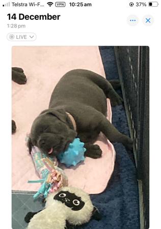 Staffordshire Bull Terrier for sale by DOONGALA