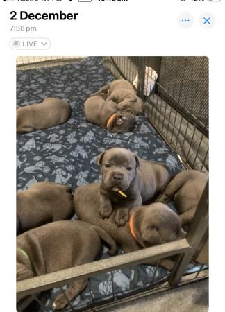 Staffordshire Bull Terrier for sale by DOONGALA