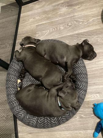 Staffordshire Bull Terrier for sale by DOONGALA