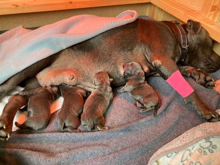 Staffordshire Bull Terrier for sale by DOONGALA