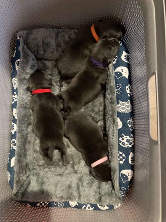 Staffordshire Bull Terrier for sale by DOONGALA