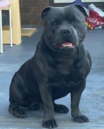 Staffordshire Bull Terrier for sale by DOONGALA