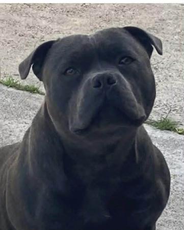 Staffordshire Bull Terrier for sale by DOONGALA