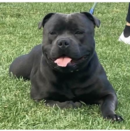 Staffordshire Bull Terrier for sale by DOONGALA