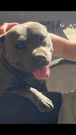 Staffordshire Bull Terrier for sale by DOONGALA