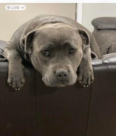 Staffordshire Bull Terrier for sale by DOONGALA