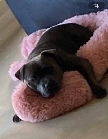 Staffordshire Bull Terrier for sale by DOONGALA