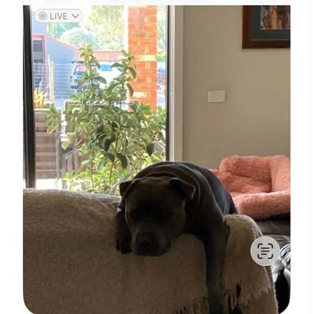 Staffordshire Bull Terrier for sale by DOONGALA