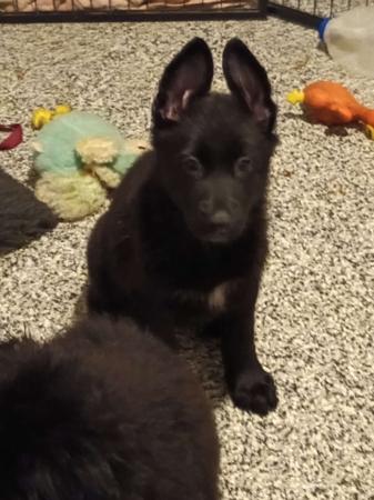German Shepherd Dog puppy for sale by VOMWESTEN