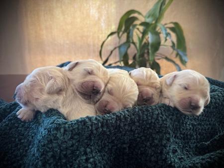 Golden Retriever puppy for sale by HEULWENGOLD