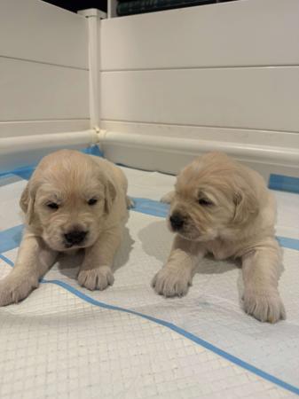 Golden Retriever puppy for sale by LYNNFROST
