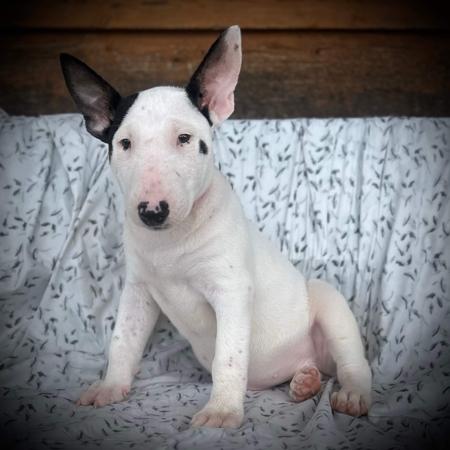 Bull Terrier for sale by MMOATSVALE