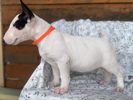 Bull Terrier for sale by MMOATSVALE