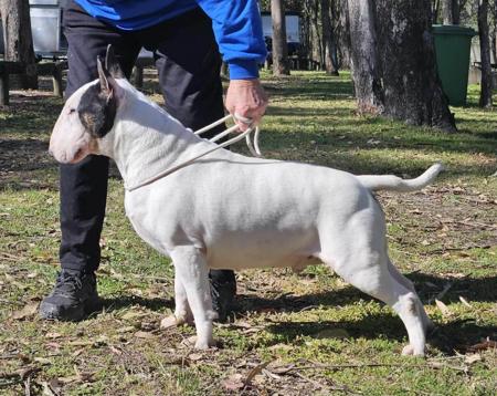 Bull Terrier for sale by MMOATSVALE
