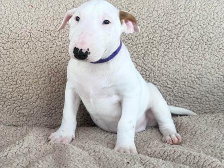 Bull Terrier for sale by MMOATSVALE