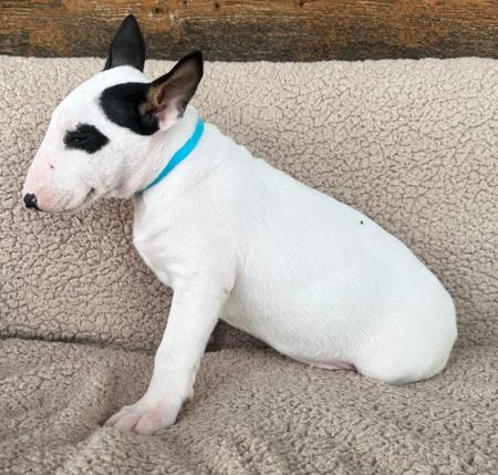 Bull Terrier for sale by MMOATSVALE