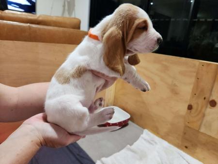 Basset Hound for sale by IHOUNDLOVE