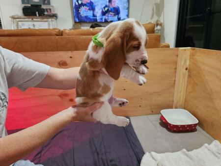 Basset Hound for sale by IHOUNDLOVE