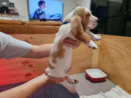 Basset Hound for sale by IHOUNDLOVE